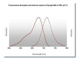 Goat anti-Rat IgM Heavy Chain Secondary Antibody, Novus Biologicals 1mg:Antibodies,