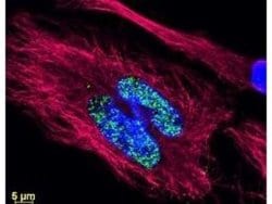 Goat anti-Rat IgM Heavy Chain Secondary Antibody, Novus Biologicals 1mg:Antibodies,