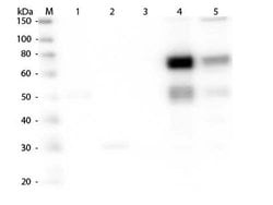 Goat anti-Rat IgM Heavy Chain Secondary Antibody, Novus Biologicals™
