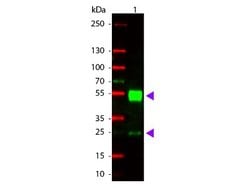 Goat anti-Mouse IgG (H+L) Secondary Antibody, Rhodamine (Pre-adsorbed), Novus Biologicals™