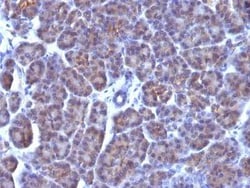 Golgi Complex Antibody (AE-6), Novus Biologicals:Antibodies:Primary Antibodies