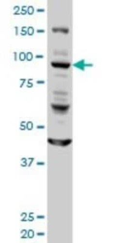 Golgin 97 Antibody (6G3), Novus Biologicals 0.1 mg | Buy Online | Novus Biologicals | Fisher Scientific