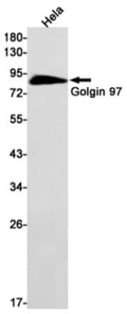 Golgin 97 Antibody (S07-9C6), Novus Biologicals:Antibodies:Primary Antibodies