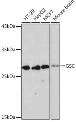 Goosecoid Rabbit anti-Human, Mouse, Clone: 6M7M6, Novus Biologicals:Antibodies:Primary