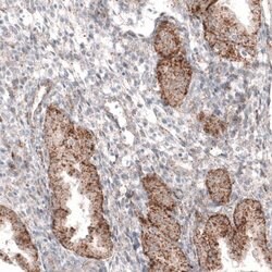 Granulin Antibody (CL5695), Novus Biologicals:Antibodies:Primary Antibodies