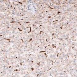 Granulin Antibody (CL5695), Novus Biologicals:Antibodies:Primary Antibodies