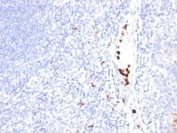 Granulocyte Marker Antibody (SPM250), Novus Biologicals:Antibodies:Primary
