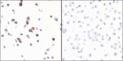 Granzyme B Antibody (BLR022E), Novus Biologicals 100 &mu;L; Unconjugated:Antibodies,