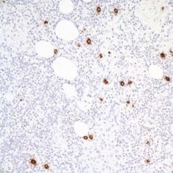 Granzyme B Antibody (BLR022E), Novus Biologicals 100 &mu;L; Unconjugated:Antibodies,