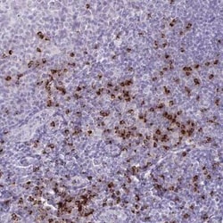 Granzyme K Antibody, Novus Biologicals 25 &mu;L, Unconjugated:Antibodies,