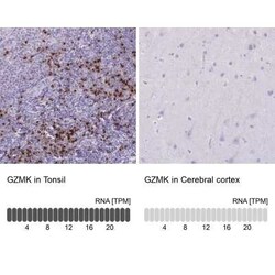 Granzyme K Antibody, Novus Biologicals 25 &mu;L, Unconjugated:Antibodies,