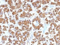 Growth Hormone Antibody (GH/1450), Novus Biologicals:Antibodies:Primary