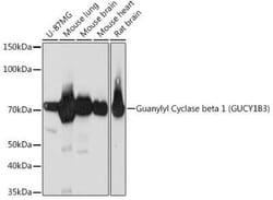 Guanylyl Cyclase beta 1 Rabbit anti-Human, Mouse, Rat, Clone: 5O8D9, Novus