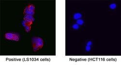 Human Guanylyl Cyclase C/GUCY2C Antibody, R D Systems 25 &mu;g; Unconjugated:Antibodies,