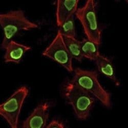 H1F0 Antibody (AE-4) - Azide and BSA Free, Novus Biologicals 100 &mu;g;