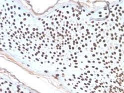 H1F0 Antibody (AE-4) - Azide and BSA Free, Novus Biologicals 100 &mu;g;