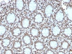H1F0 Antibody (AE-4) - Azide and BSA Free, Novus Biologicals 100 &mu;g;