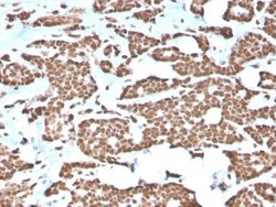 H1F0 Antibody (AE-4) - Azide and BSA Free, Novus Biologicals 100 &mu;g;
