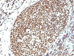 H1F0 Antibody - Azide and BSA Free, Novus Biologicals 100 &mu;g | Buy Online | Novus Biologicals | Fisher Scientific