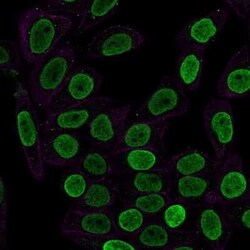 H1F0 Antibody (SPM256) - Azide and BSA Free, Novus Biologicals 0.1 mg;