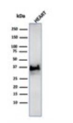 H1F0 Antibody (SPM256) - Azide and BSA Free, Novus Biologicals 0.1 mg;