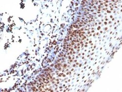H1F0 Antibody (SPM256), Novus Biologicals:Antibodies:Primary Antibodies