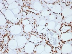 H1F0 Antibody (SPM256), Novus Biologicals:Antibodies:Primary Antibodies