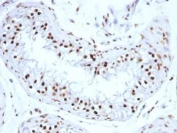 H1F0 Antibody (SPM256), Novus Biologicals:Antibodies:Primary Antibodies