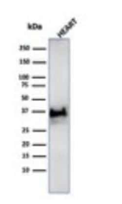 H1F0 Antibody (SPM256), Novus Biologicals:Antibodies:Primary Antibodies