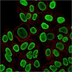 H1F0 Antibody (r1415-1), Novus Biologicals:Antibodies:Primary Antibodies