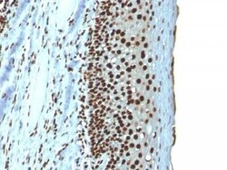 H1F0 Antibody (r1415-1), Novus Biologicals:Antibodies:Primary Antibodies