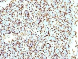H1F0 Antibody (r1415-1), Novus Biologicals:Antibodies:Primary Antibodies