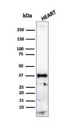 H1F0 Antibody (r1415-1), Novus Biologicals:Antibodies:Primary Antibodies