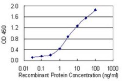 H2AFV Antibody (2F9), Novus Biologicals 0.1 mg; Unconjugated:Antibodies,