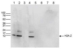 Histone H2A.Z Antibody, Novus Biologicals 50 &mu;g; Unconjugated:Antibodies,