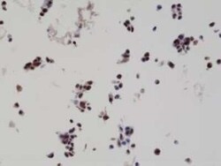 HA Tag Antibody (RM305), Novus Biologicals 100 &mu;g | Buy Online | Novus Biologicals | Fisher Scientific