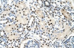 HA95/AKAP8L Antibody, Novus Biologicals 100 &mu;L; Unconjugated:Antibodies,