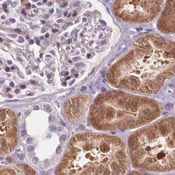 HAAO Antibody, Novus Biologicals 0.1 mL, Unconjugated:Antibodies, Polyclonal