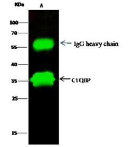HABP1/C1QBP/GC1q R Antibody, Novus Biologicals 100 &mu;g; Unconjugated:Antibodies,