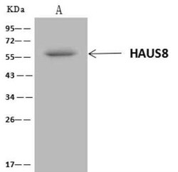 HAUS8 Antibody, Novus Biologicals 50 &mu;g; Unconjugated:Antibodies, Polyclonal