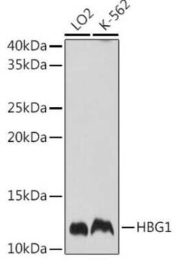 HBG1/2 Antibody - Azide and BSA Free, Novus Biologicals 0.02 mL | Buy Online | Novus Biologicals | Fisher Scientific
