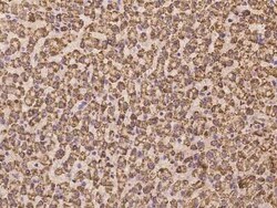 HCA59 Antibody, Novus Biologicals:Antibodies:Primary Antibodies