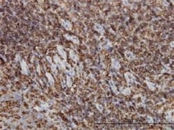 HCLS1 Antibody (1A8), Novus Biologicals 0.1 mg | Buy Online | Novus Biologicals | Fisher Scientific