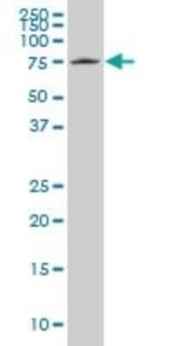 HCLS1 Antibody (2A6), Novus Biologicals 0.1 mg | Buy Online | Novus Biologicals | Fisher Scientific