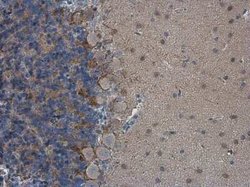 HCN1 Antibody, Novus Biologicals 100 &mu;g | Buy Online | Novus Biologicals | Fisher Scientific