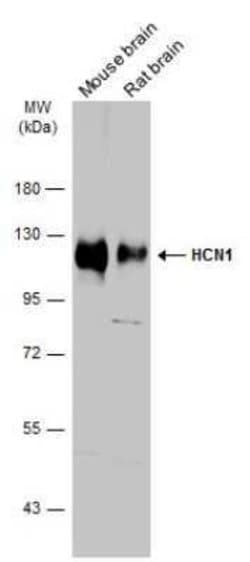 HCN1 Antibody, Novus Biologicals 100 &mu;g | Buy Online | Novus Biologicals | Fisher Scientific