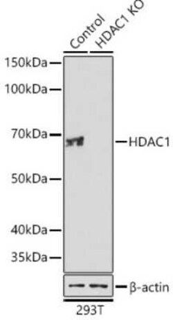 HDAC1 Rabbit anti-Human, Mouse, Rat, Clone: 2L6O7, Novus Biologicals 20 &mu;g | Buy Online | Novus Biologicals | Fisher Scientific