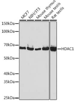 HDAC1 Rabbit anti-Human, Mouse, Rat, Clone: 2L6O7, Novus Biologicals 20 &mu;g | Buy Online | Novus Biologicals | Fisher Scientific
