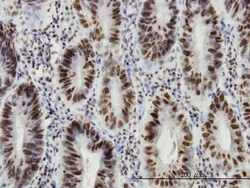 Novus Biologicals HDAC1 Antibody (5C11), Novus Biologicals 0.1 mg | Buy Online | Novus Biologicals&trade; | Fisher Scientific