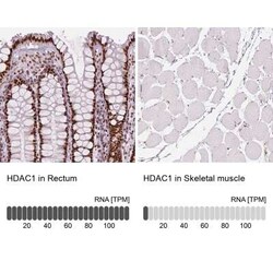HDAC1 Antibody (CL0510), Novus Biologicals 25 &mu;L, Unconjugated:Antibodies,